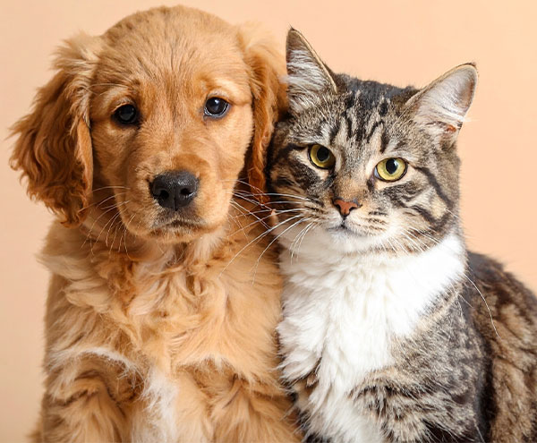 RxOneShop pet meds
